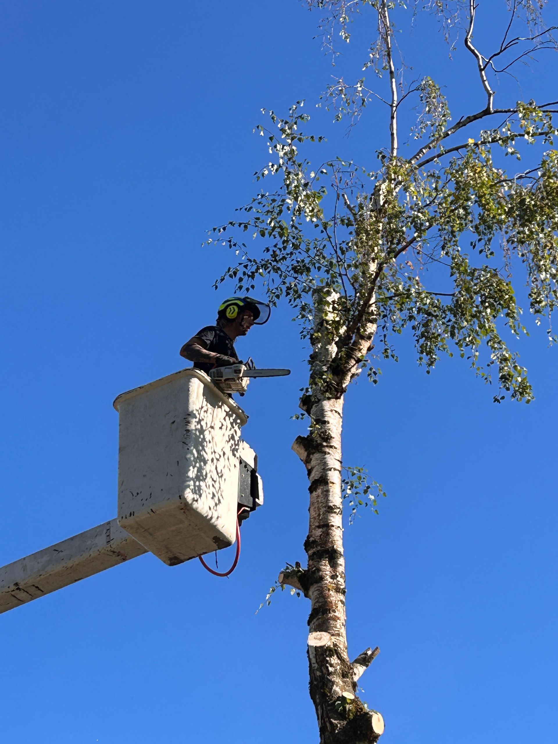 A man in a bucket is cutting a tree