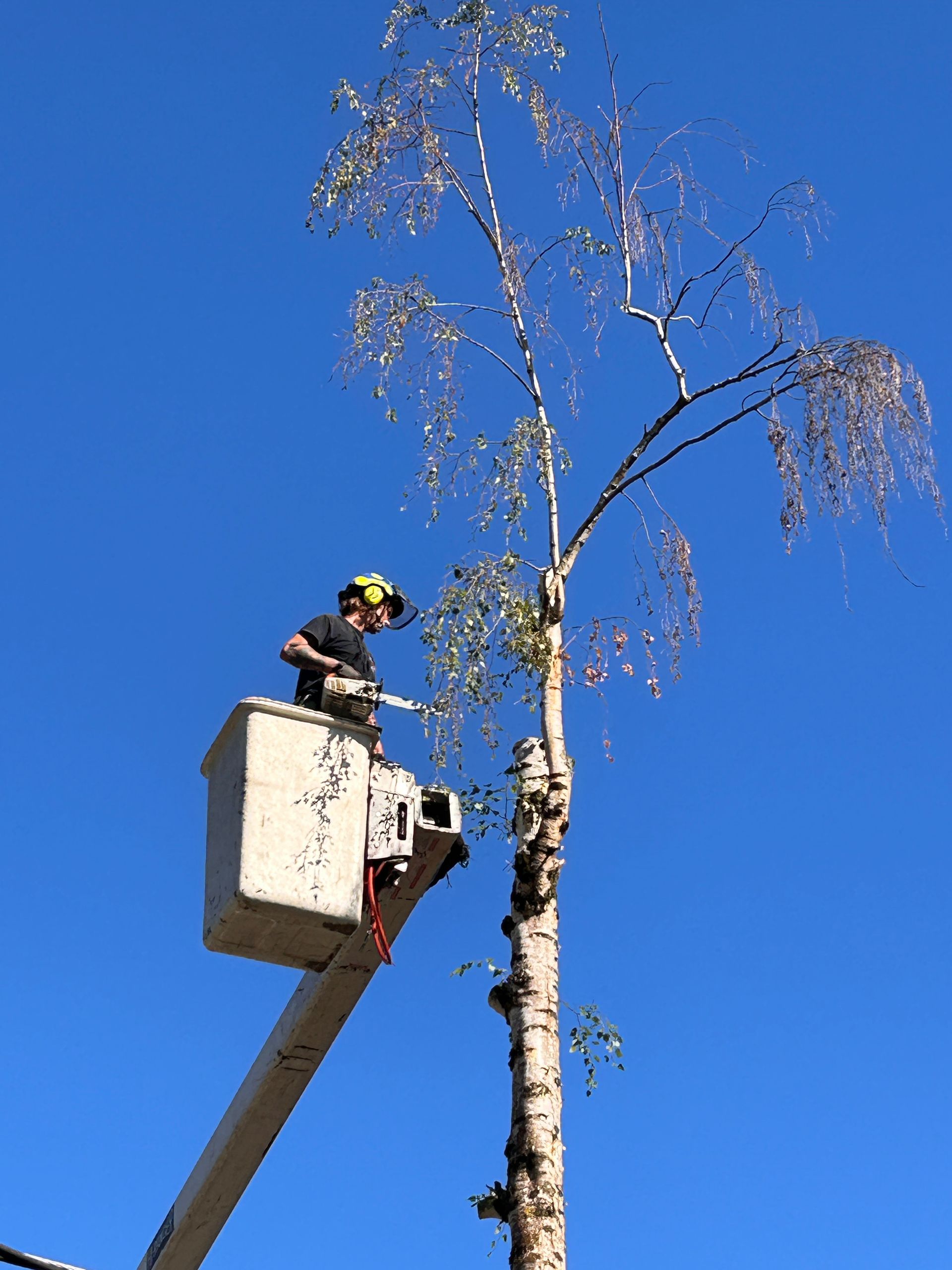 A man is cutting a tree with a chainsaw.