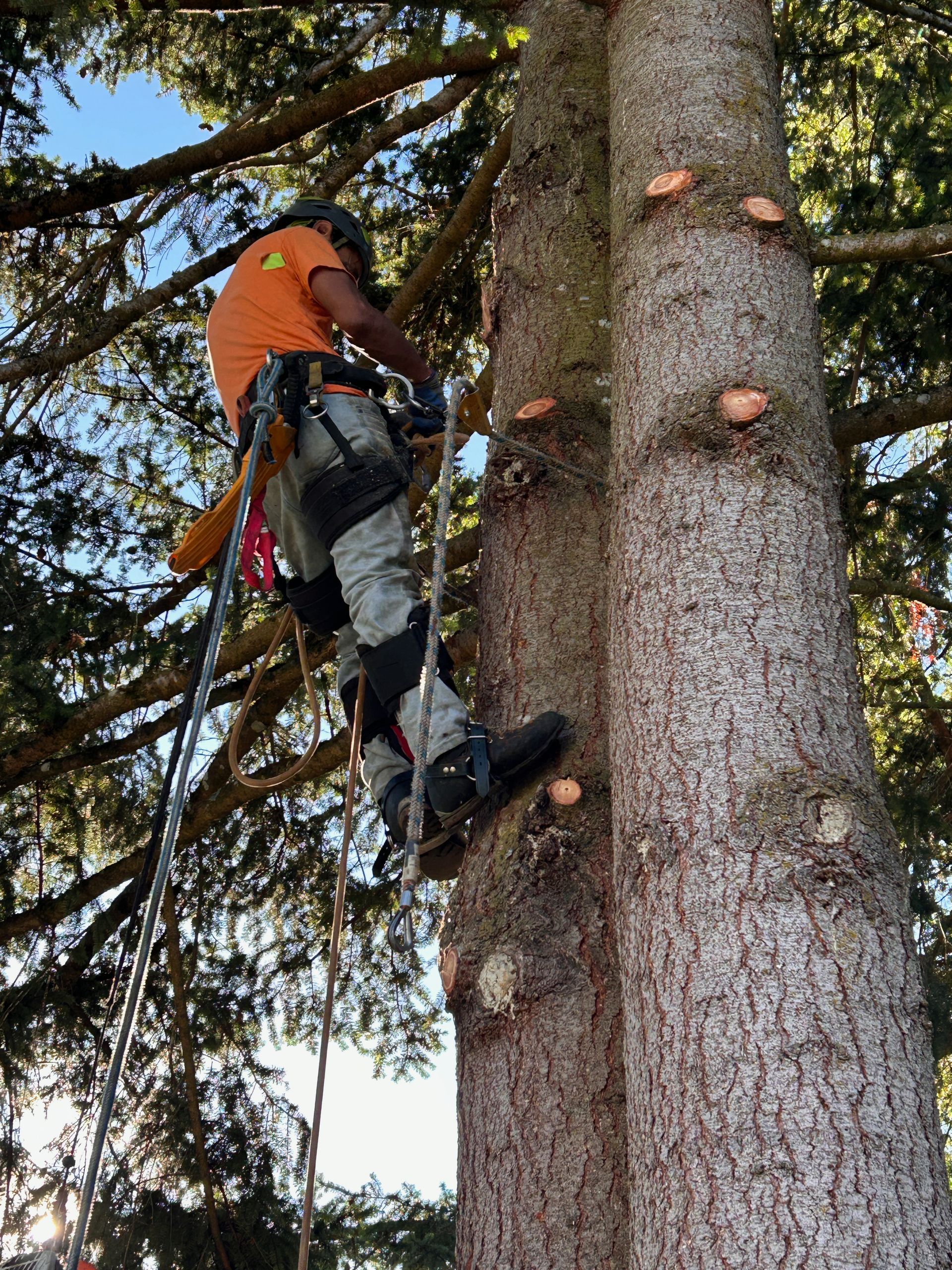 A man is climbing a tree with a chainsaw.
