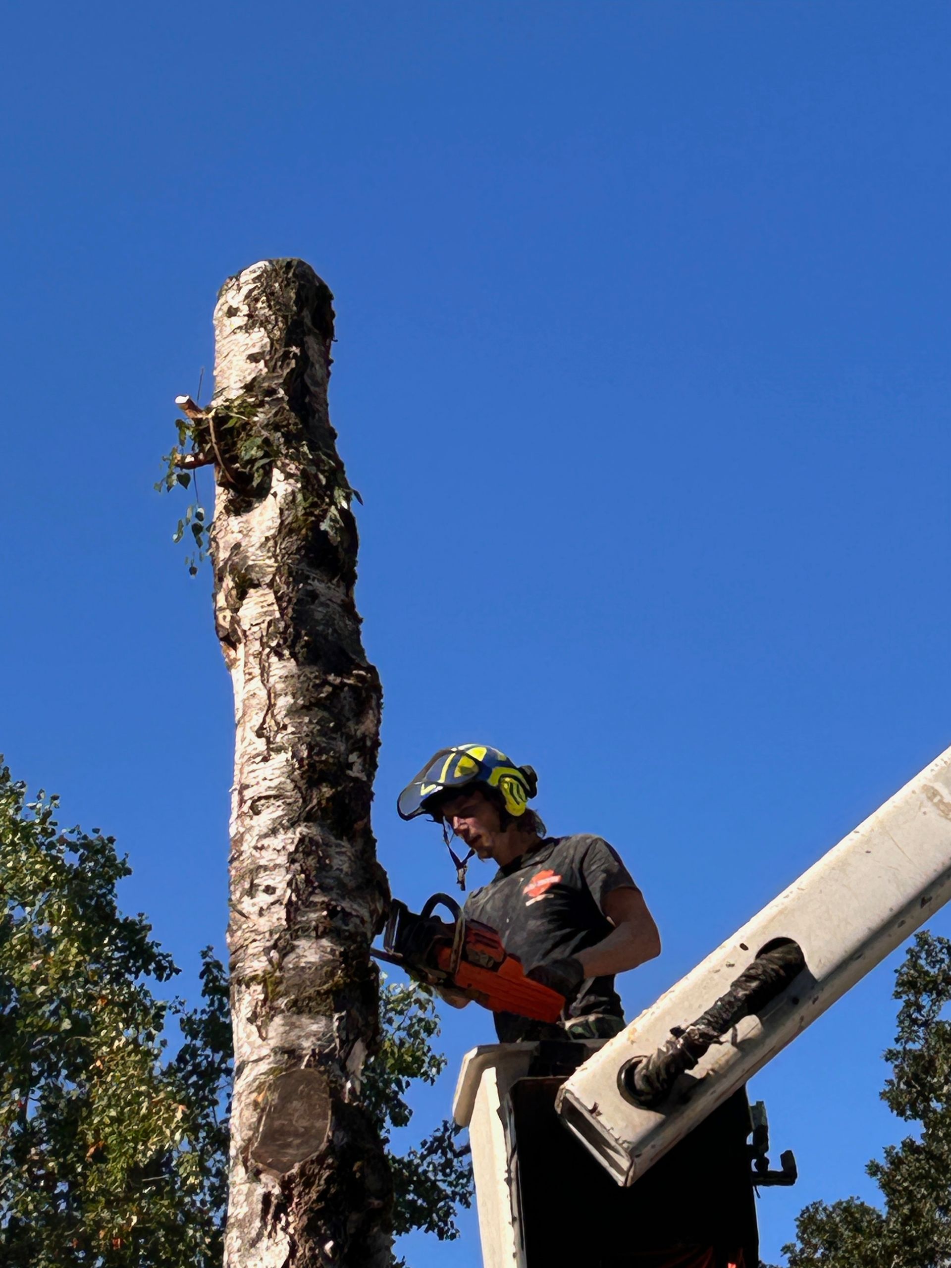 A man in a crane is cutting a tree with a chainsaw.