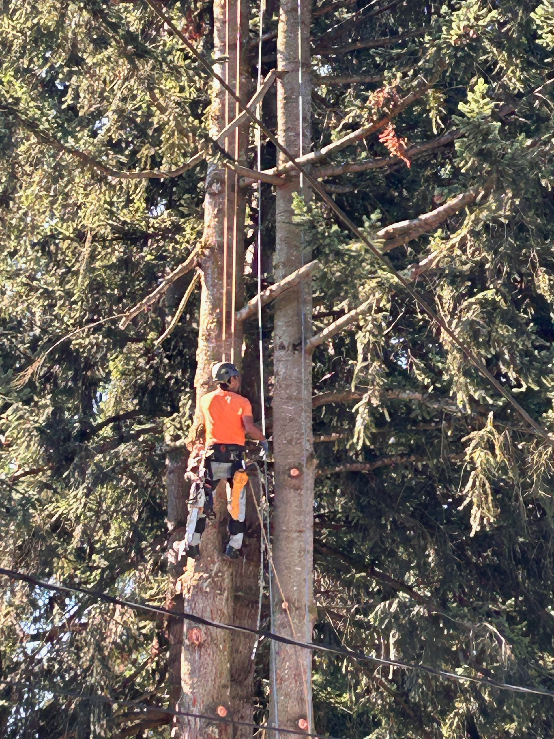 A man in an orange shirt is climbing a tree