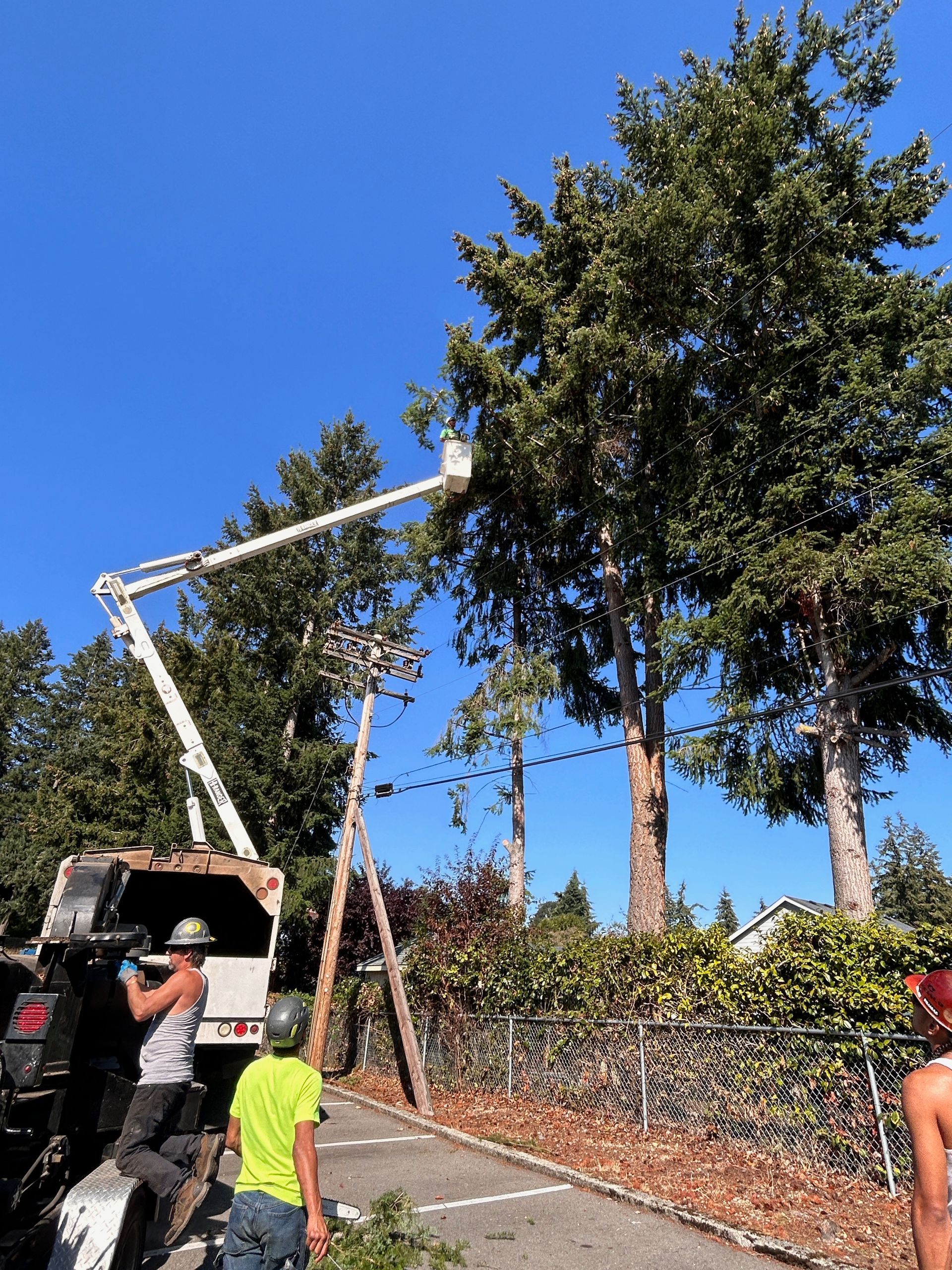 A man is standing in front of a tree being cut down