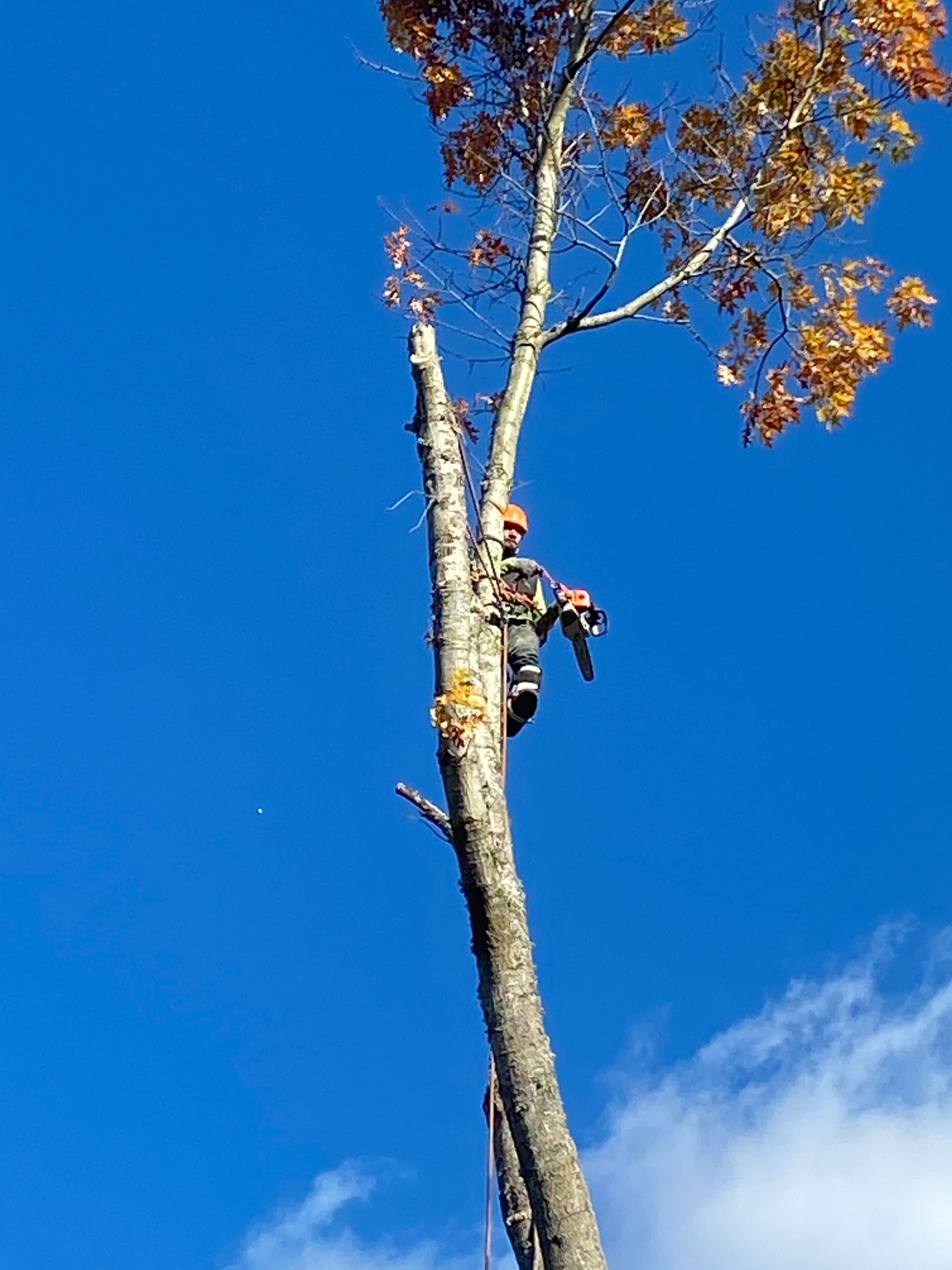A man is climbing up a tree with a chainsaw.