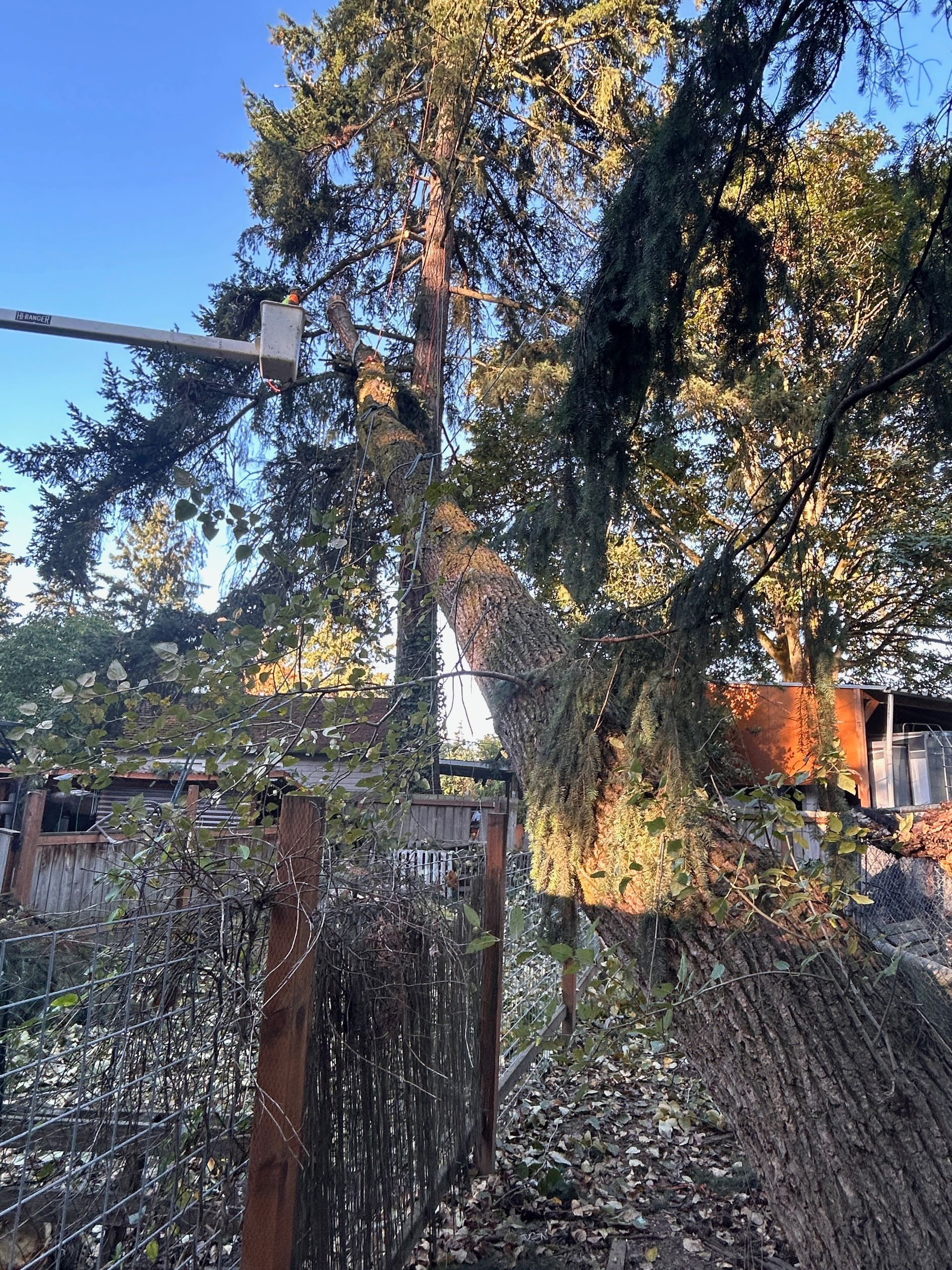 A person is cutting a tree with a crane.