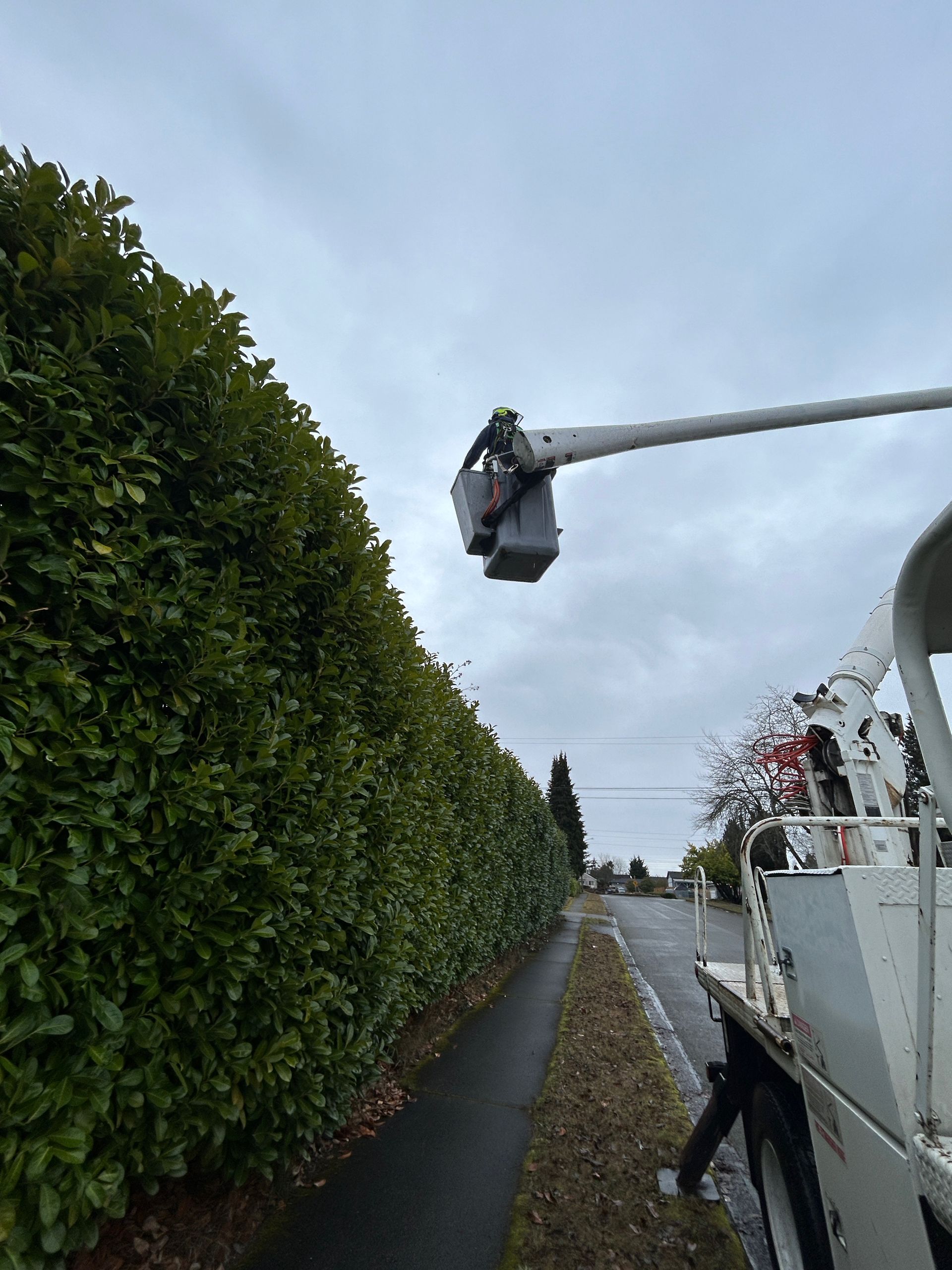 A truck is cutting a hedge next to a road.