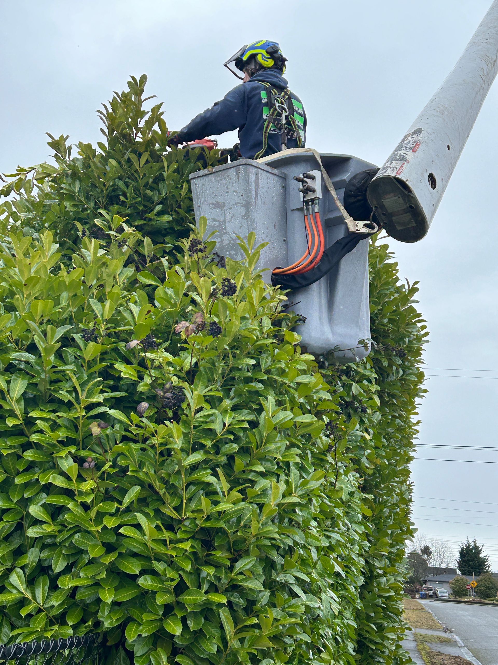 A man in a bucket is cutting a hedge.