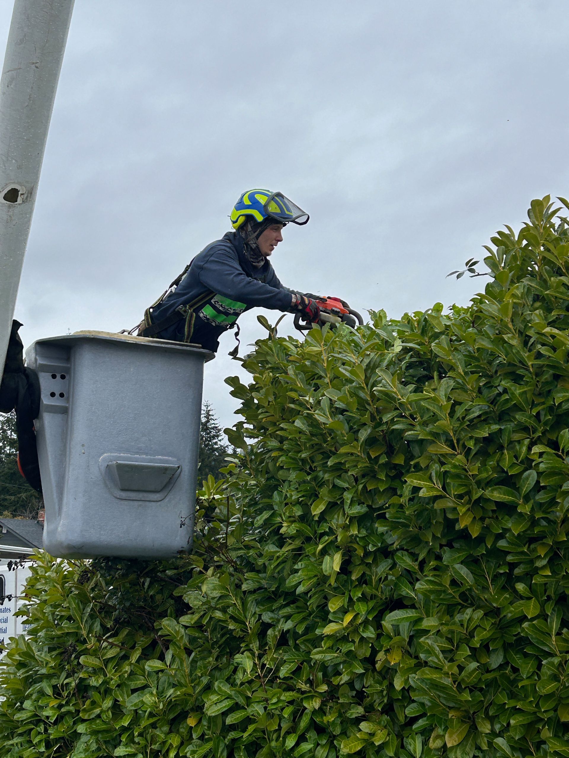 A man is cutting a hedge with a chainsaw in a bucket.