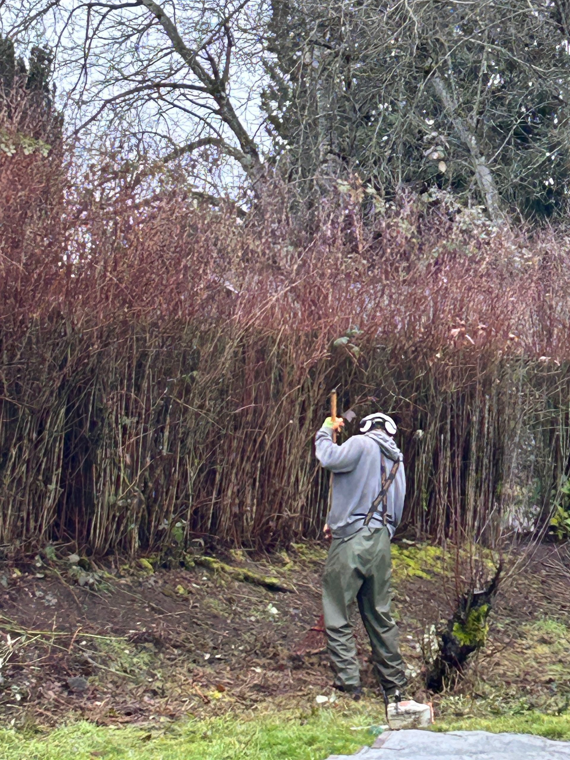 A man is standing in a field cutting a bush with a chainsaw.