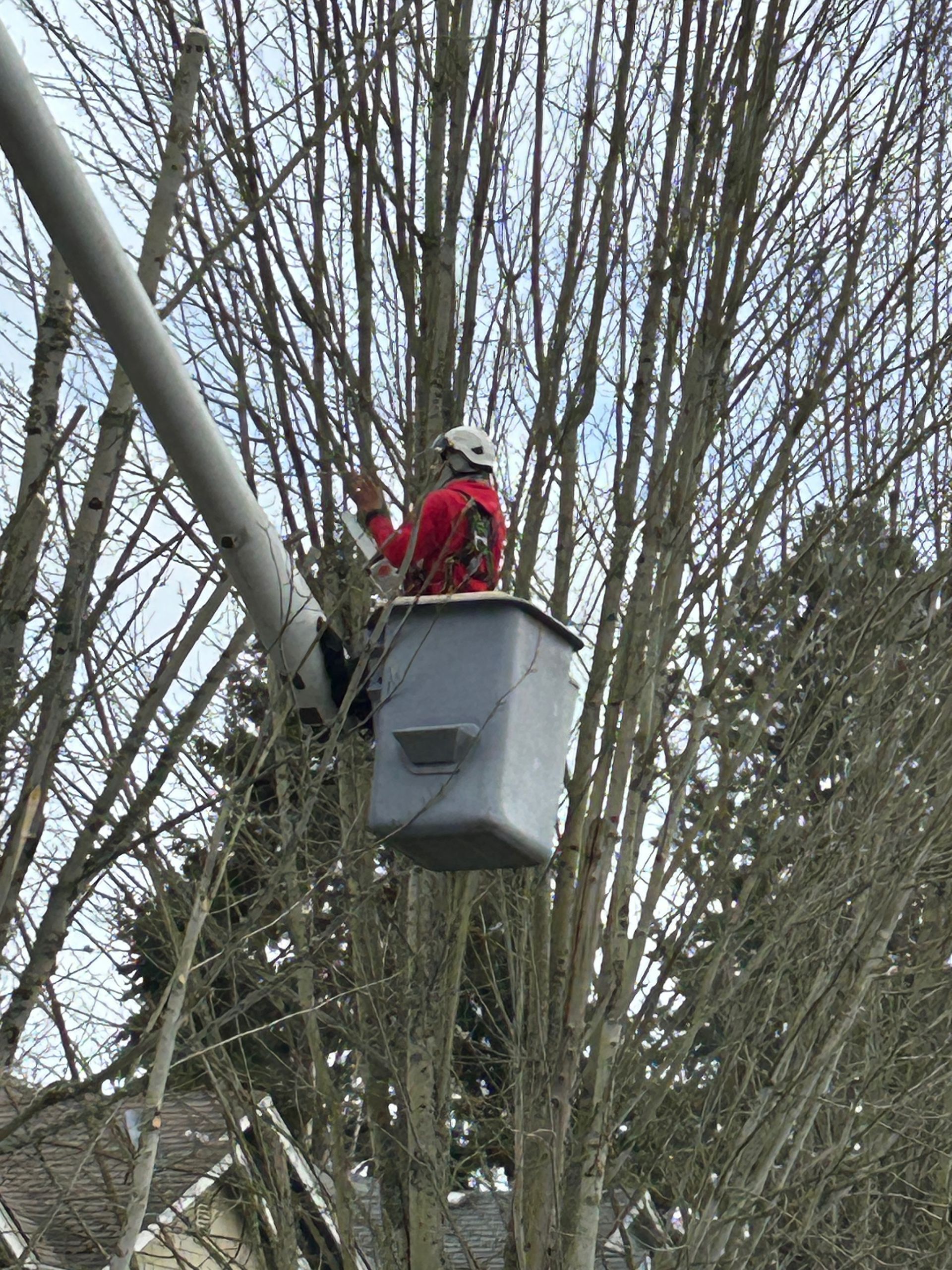 A man in a bucket is cutting a tree.
