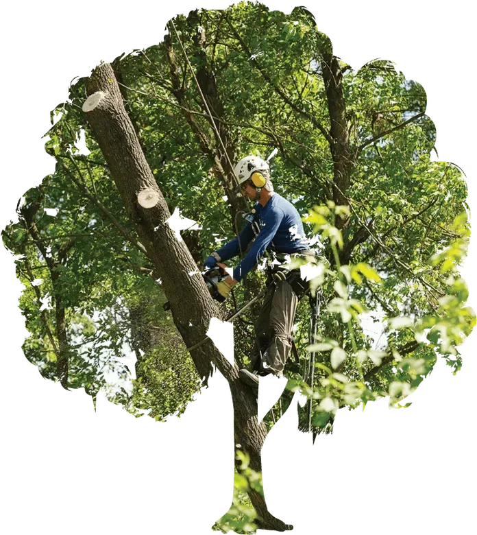 A man is cutting a tree branch with a chainsaw.