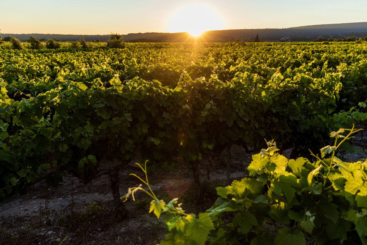 Tramonto su un vigneto verdeggiante con filari di viti e una calda luce dorata