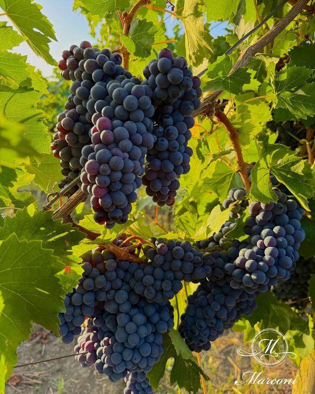 Grappoli di uva viola scuro pendono da una vite tra foglie verdi, baciati dal sole.