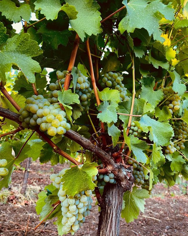 Vite con grappoli di uva verde in maturazione tra tralci frondosi