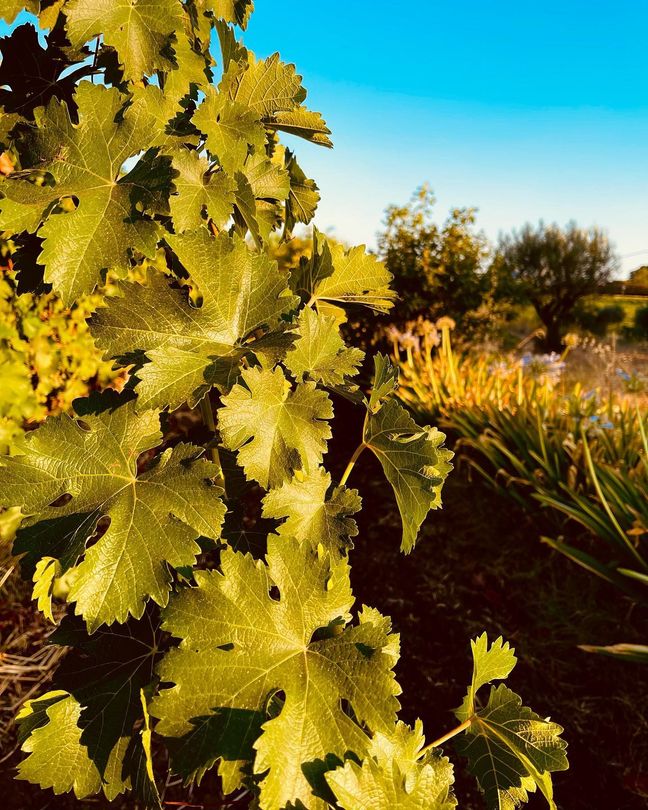 Foglie verdi di vite illuminate dal sole in un vigneto con cielo azzurro e filari di colture sullo sfondo.