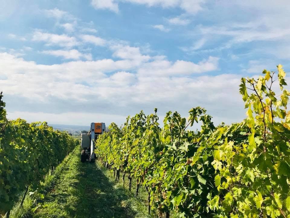 Filari di vigneti sotto un cielo azzurro, con un trattore al lavoro tra le viti verdi.