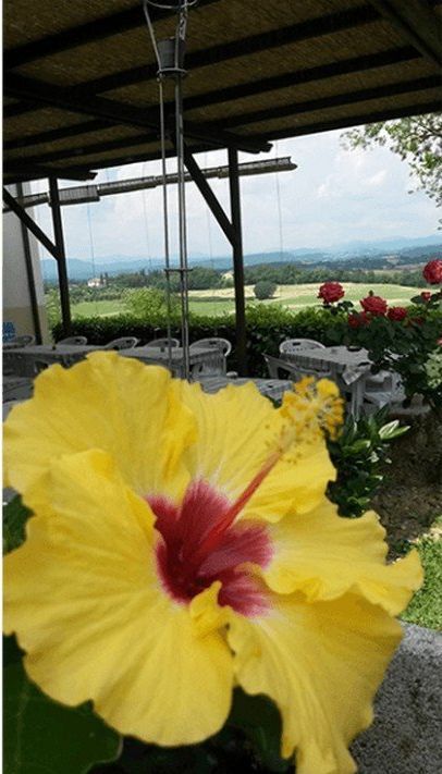fiore