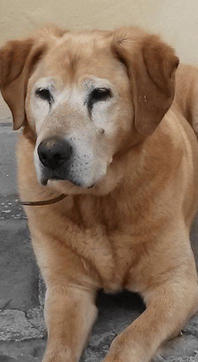 cagnolino