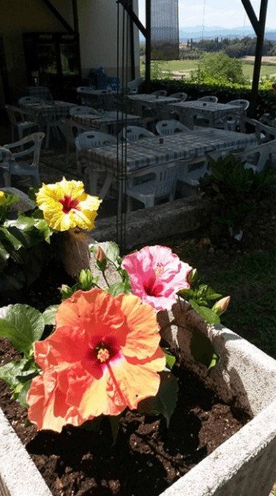 piante