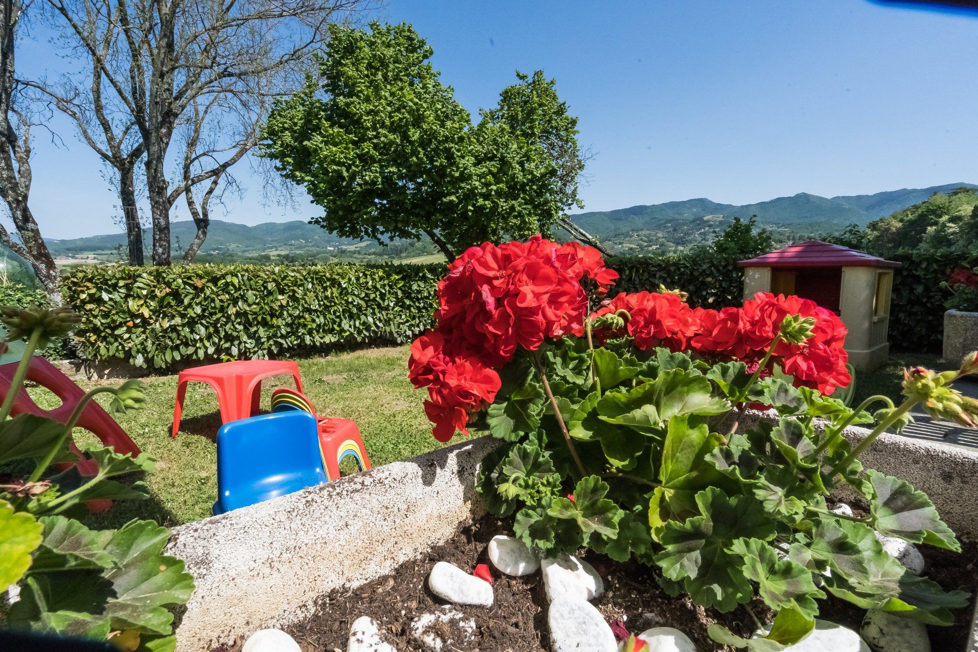 fiori del giardino