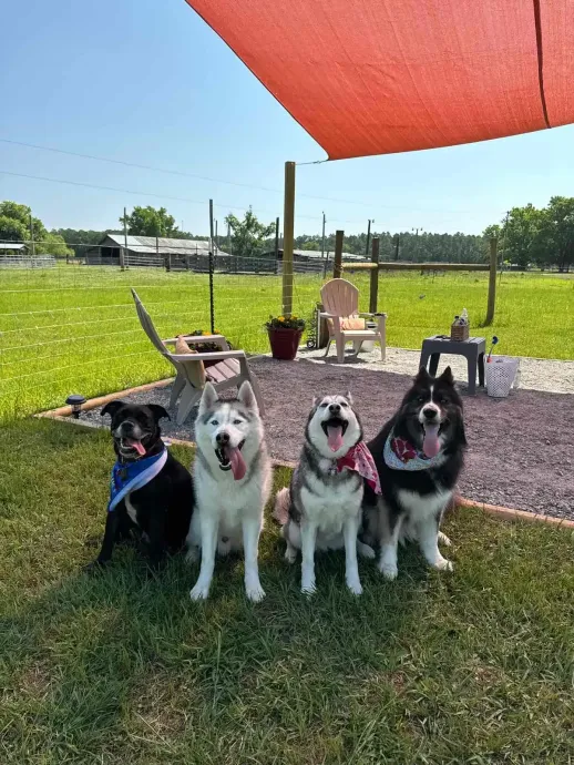 Four dogs sit in a grassy area, smiling at the camera. An umbrella and small furniture are in the background.