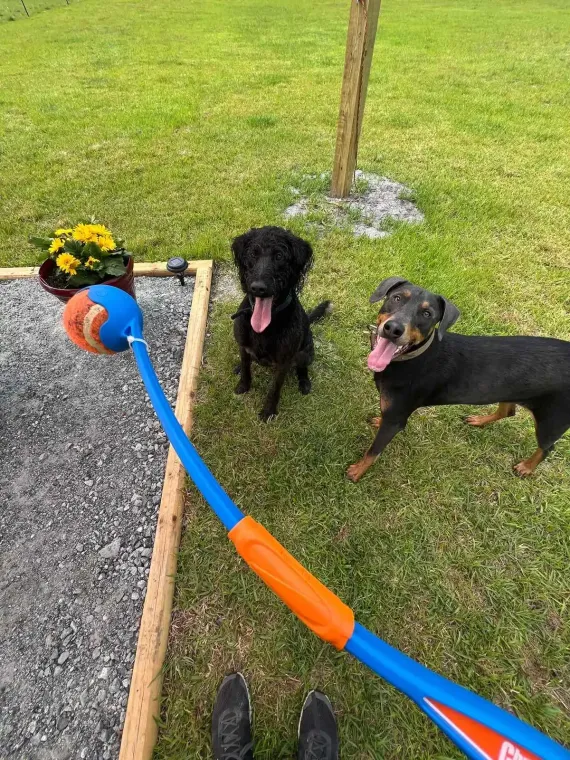 Two dogs with tongues out in a grassy yard, looking towards a person holding a blue ball launcher.