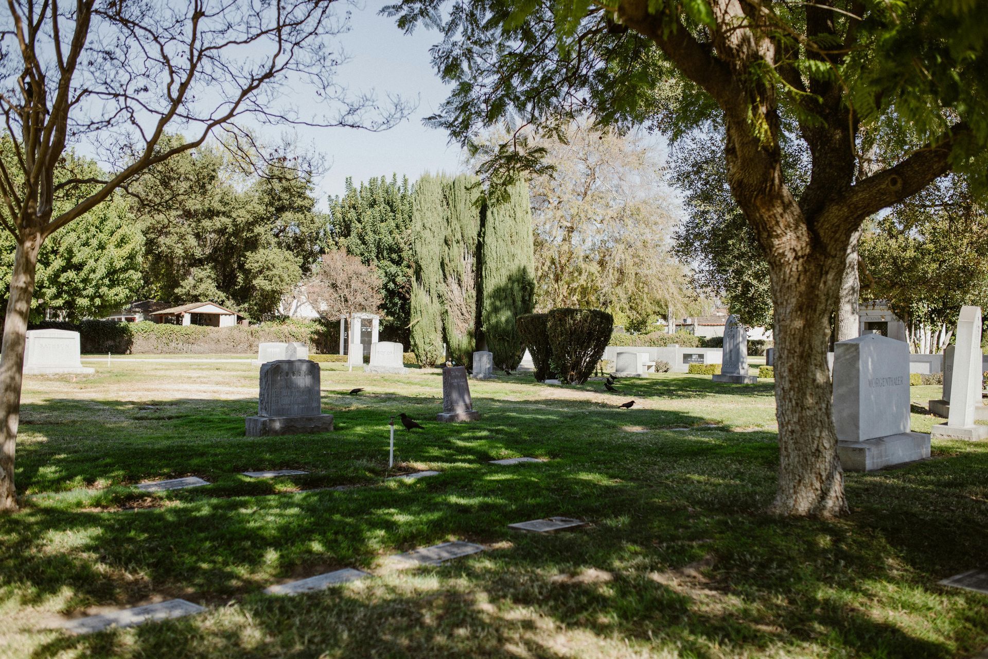 Shaded cemetery with white gravestones, trees, and grass under bright daylight