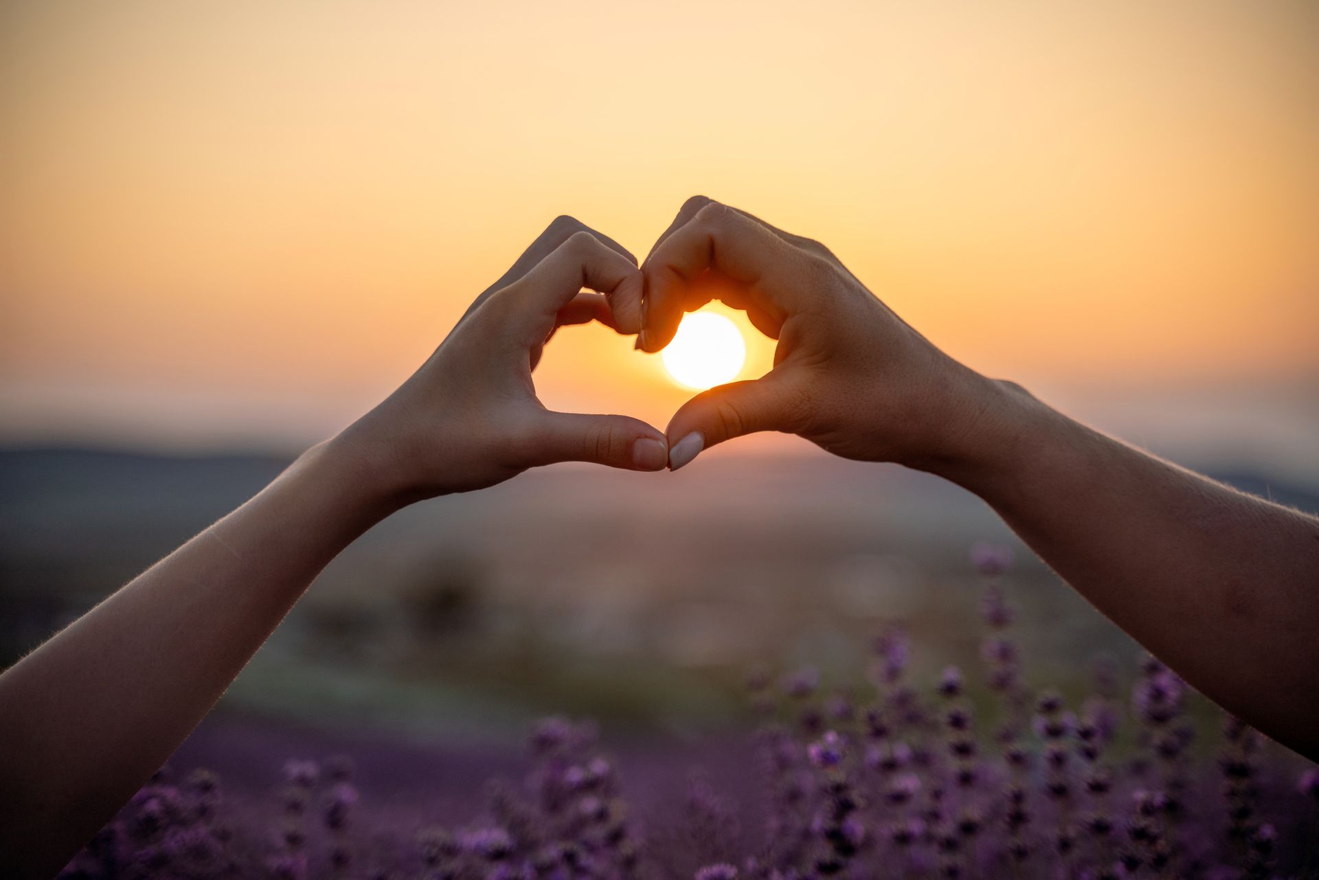 Hands forming a heart shape around the setting sun over a blurred flower field.