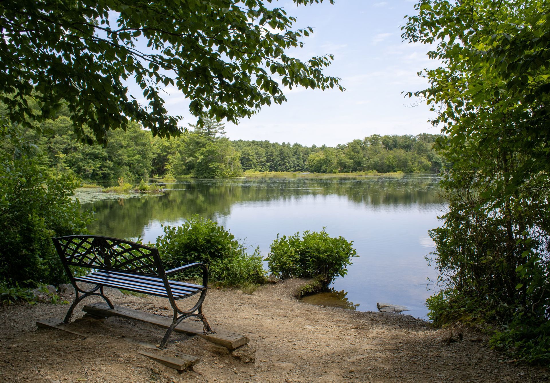 Bench by a calm lake framed by trees on a sunny day