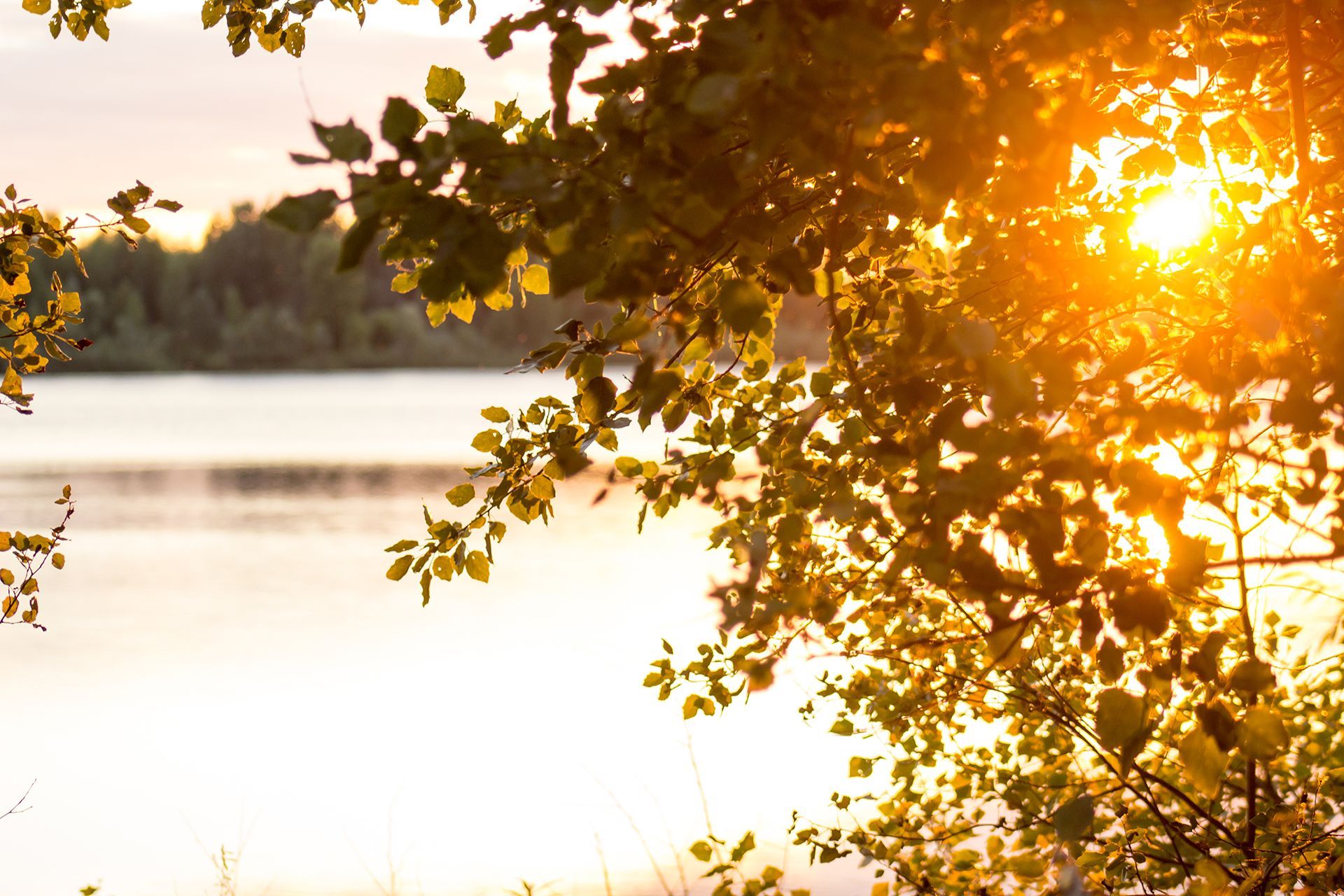 Sunlight filtering through tree branches over a calm lake at sunset