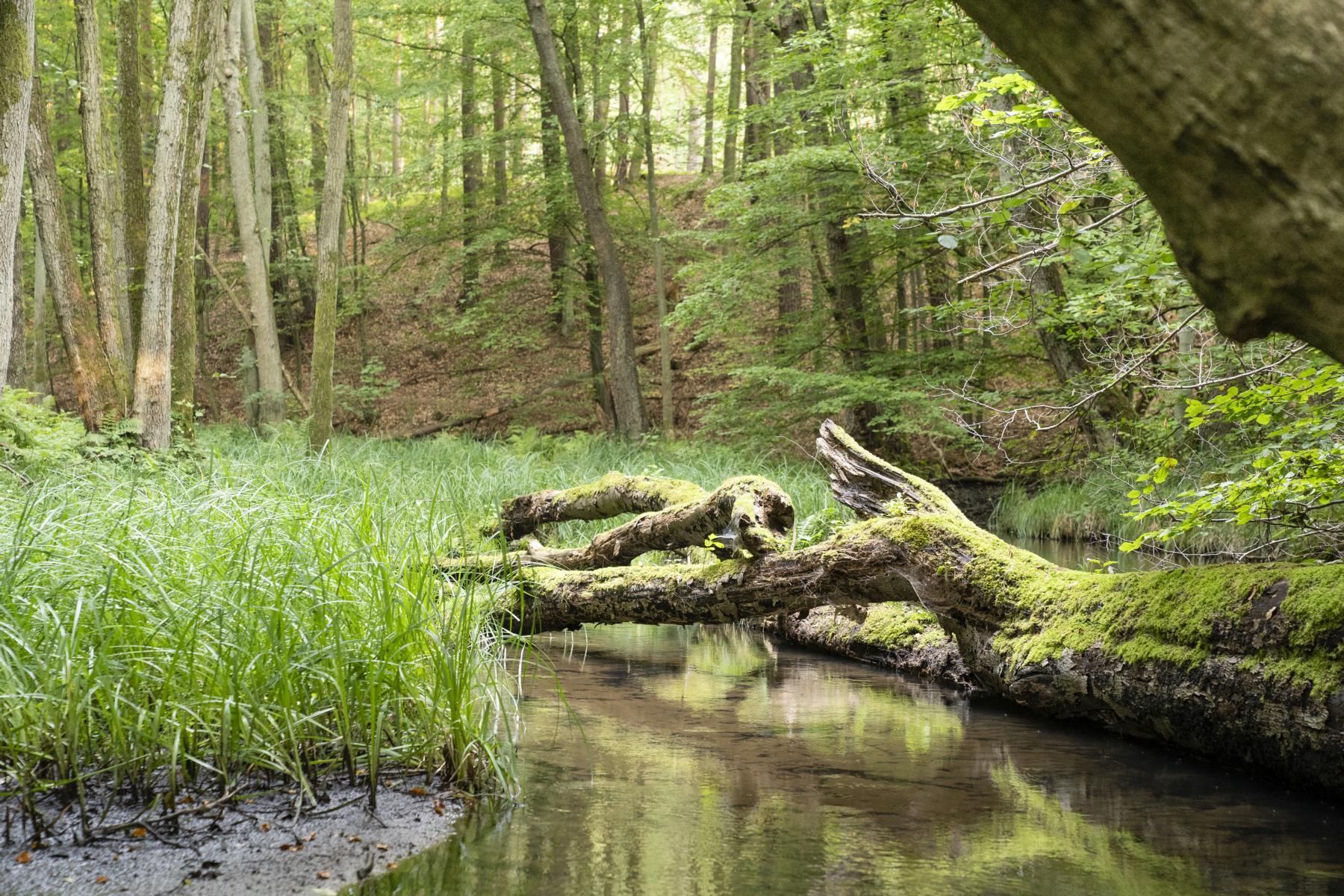 Team der Wildnisschule Schorfheide - Robin Hertner leitet die Wildnispädagogik-Ausbildung