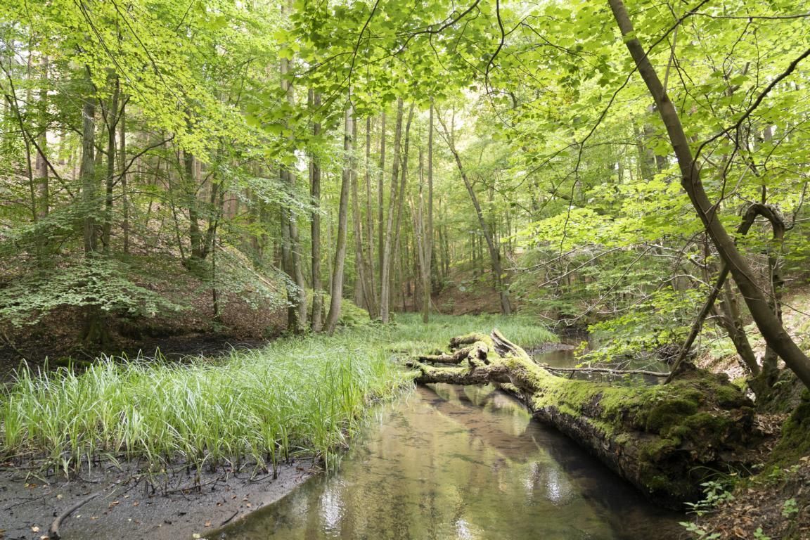 Ein See auf unseren Wildnisplatz, wo die Wildnispädagogik-Ausbildung stattfindet.