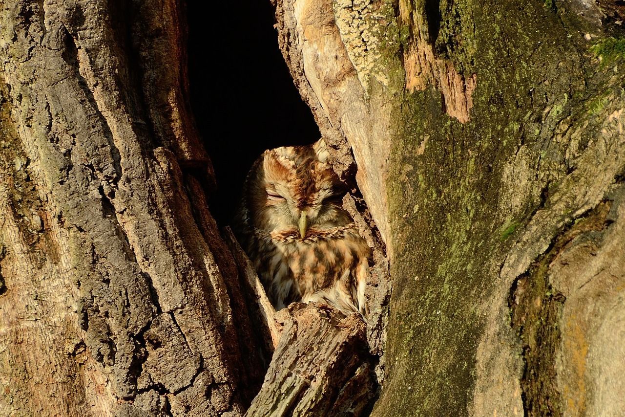 Eine Person kniet in einem Wald und sägt mit einer langen Handsäge einen von einem Holzrahmen gestützten Baumstamm durch.