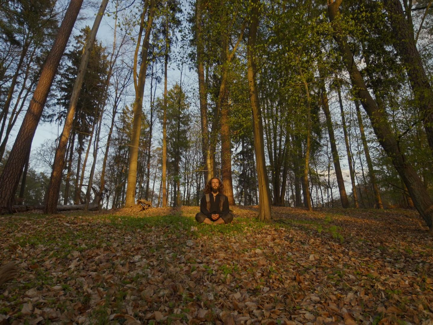 Sonnenbeschienener Wald mit hohen Bäumen und laubbedecktem Boden im Herbst
