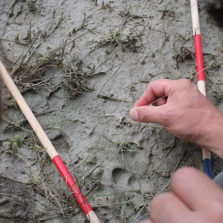 Untersuchung eines Malbaumes von Willdschweinen-Entdeckungen am Spurenleser-Tag der Wildnisschule Schorfheide