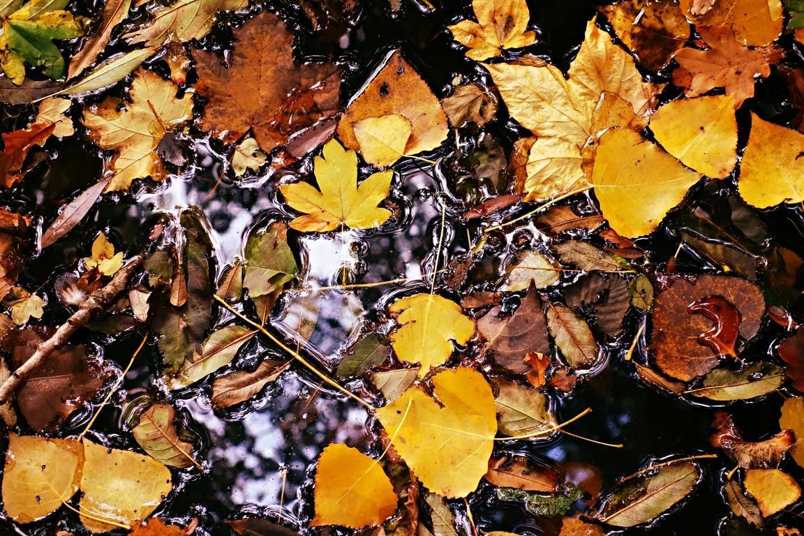 Trinkwasser finden in der Natur