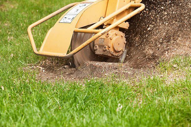 Arborist in Spokane Washington