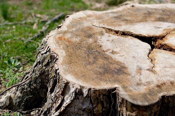 Arborist in Spokane Washington