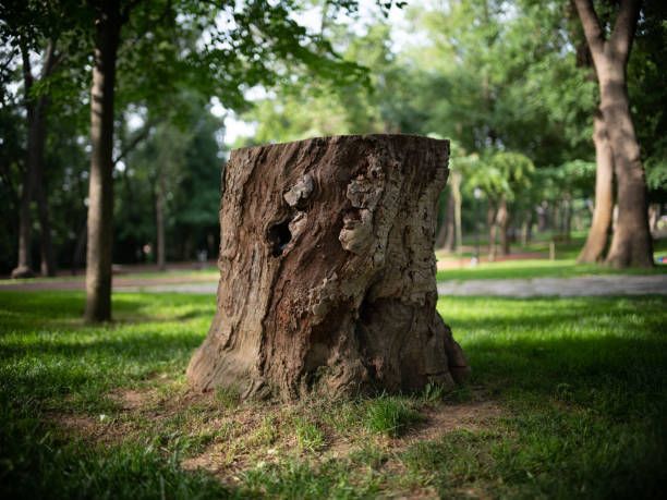 Arborist in Spokane Washington