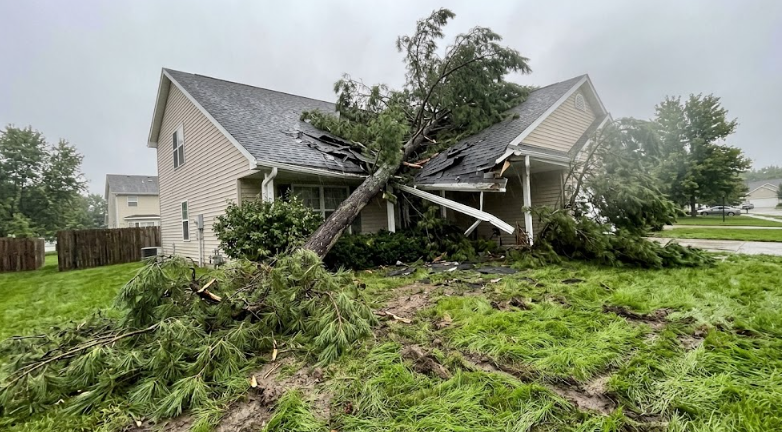 A professional tree worker inspecting a fallen pine tree on a house roof for emergency removal.