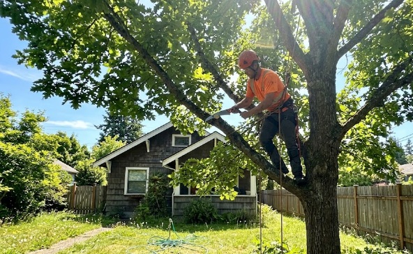 Professional arborist wearing safety gear performing tree trimming in Spokane outside a beautiful home.