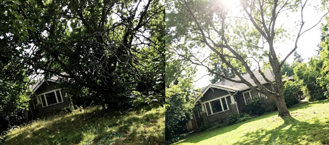 Before and after comparison showing the benefits of professional crown thinning and tree pruning.
