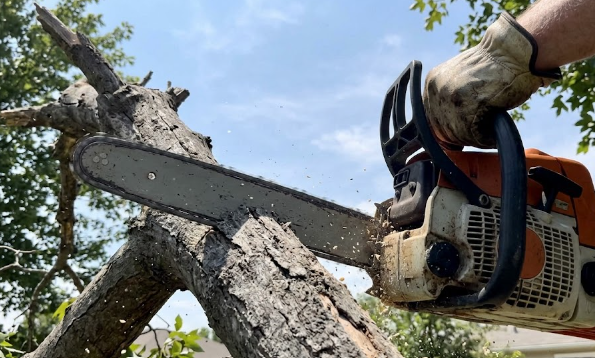 Expert tree care specialist safely removing a dangerous dead branch using professional equipment.