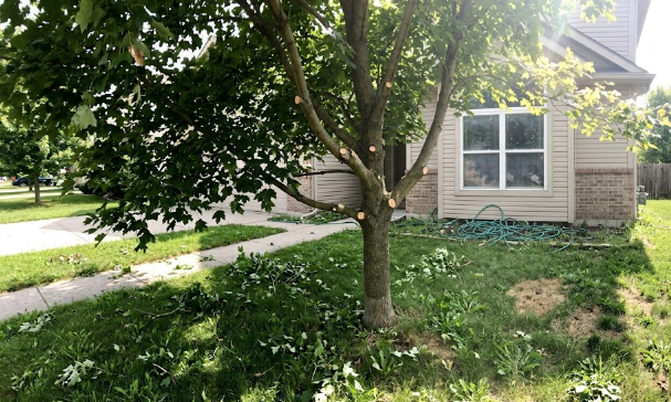 Expert tree trimming and safe branch removal by a local tree doctor.