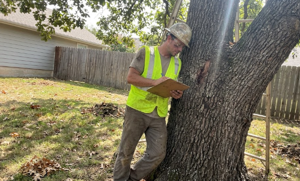 A certified arborist in Spokane WA inspecting a large tree for diseases.