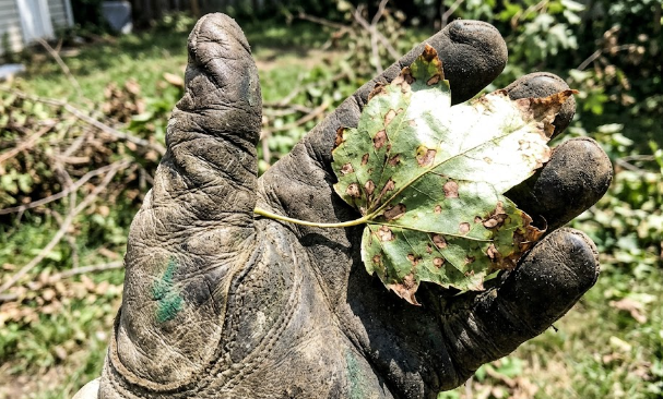 Arborist examining a diseased tree leaf to diagnose health issues and provide tree wellness care.