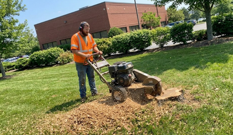 Commercial stump grinding service removing an old stump from a Spokane business lawn.