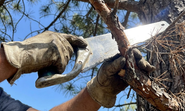 Expert tree trimming and safe branch removal by a local tree doctor.