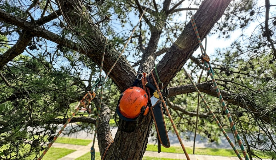 Professional Arborist Spokane is trimming a large pine tree safely.