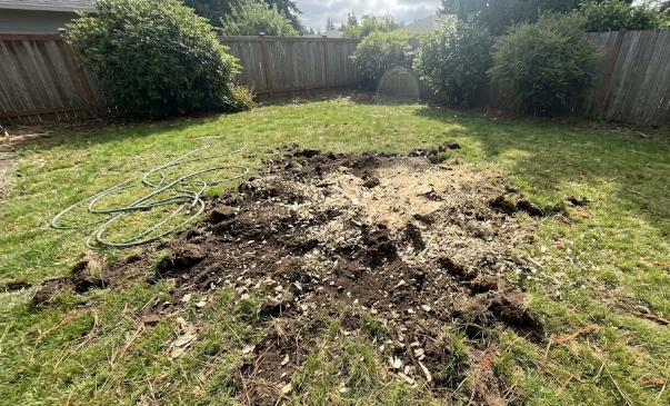 A clean and flat green lawn after professional stump grinding in Spokane WA.