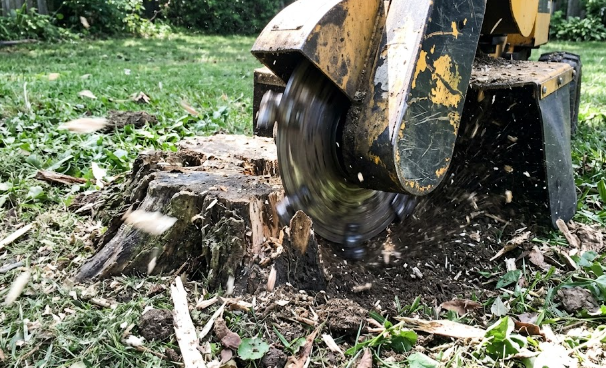 A powerful stump grinder machine turning an old tree stump into wood chips.